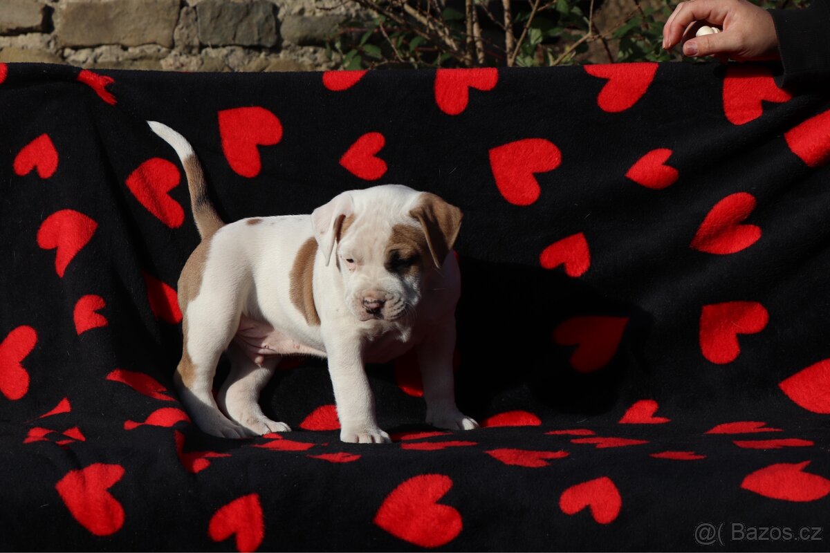 Americký stafordšírský teriér s PP pejsek 1 - 4