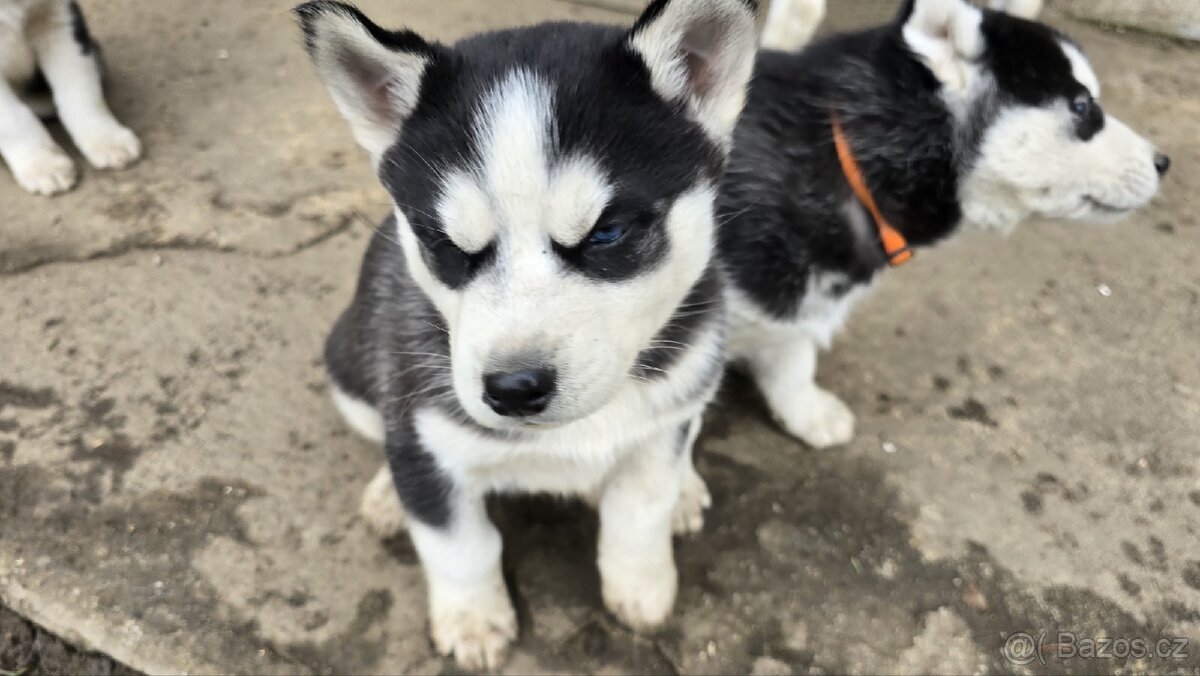 Štěňata Sibiřský husky - 4