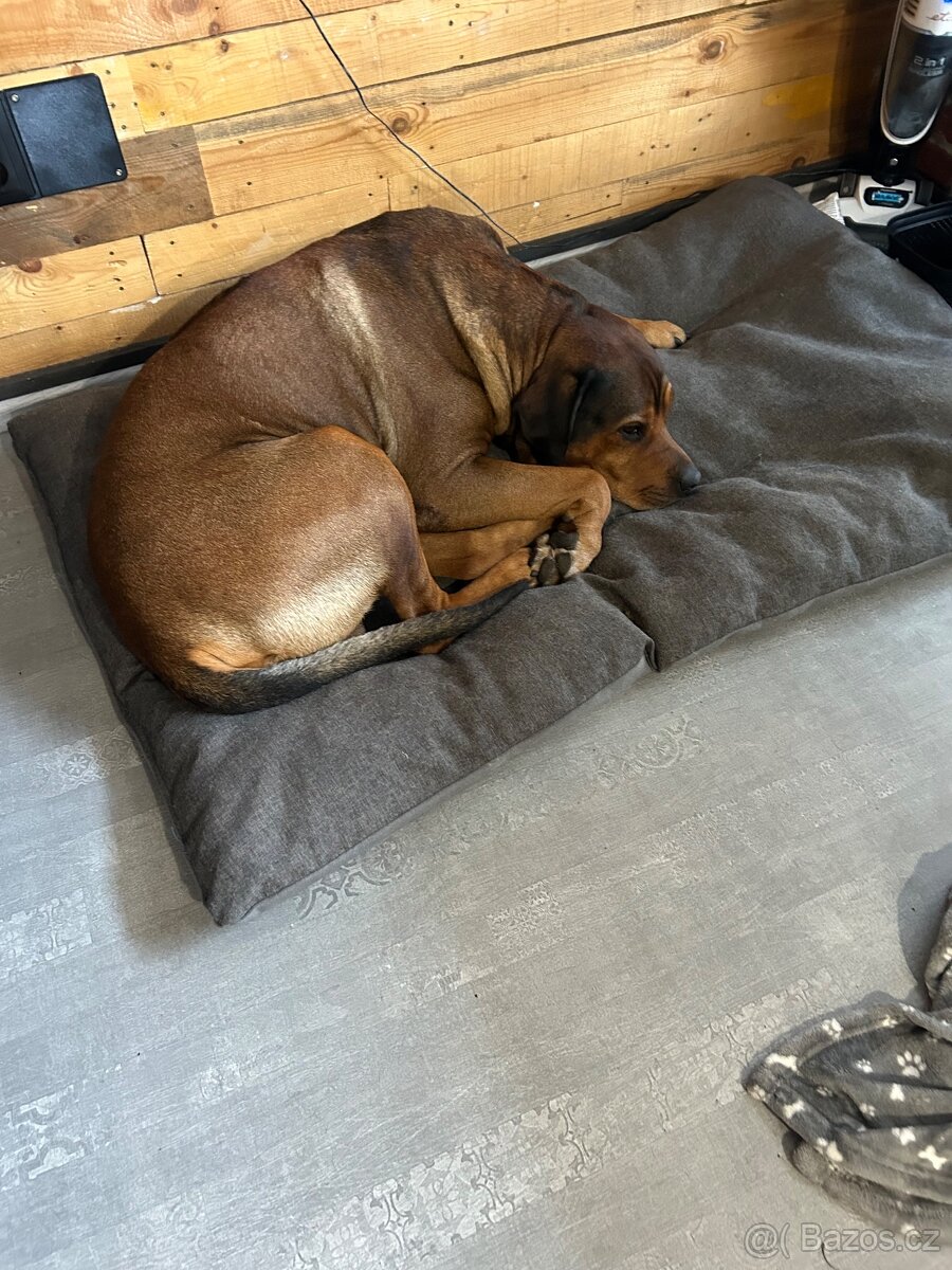 Hledám klidný domov pro svého psa Peryho (8 let) - 4