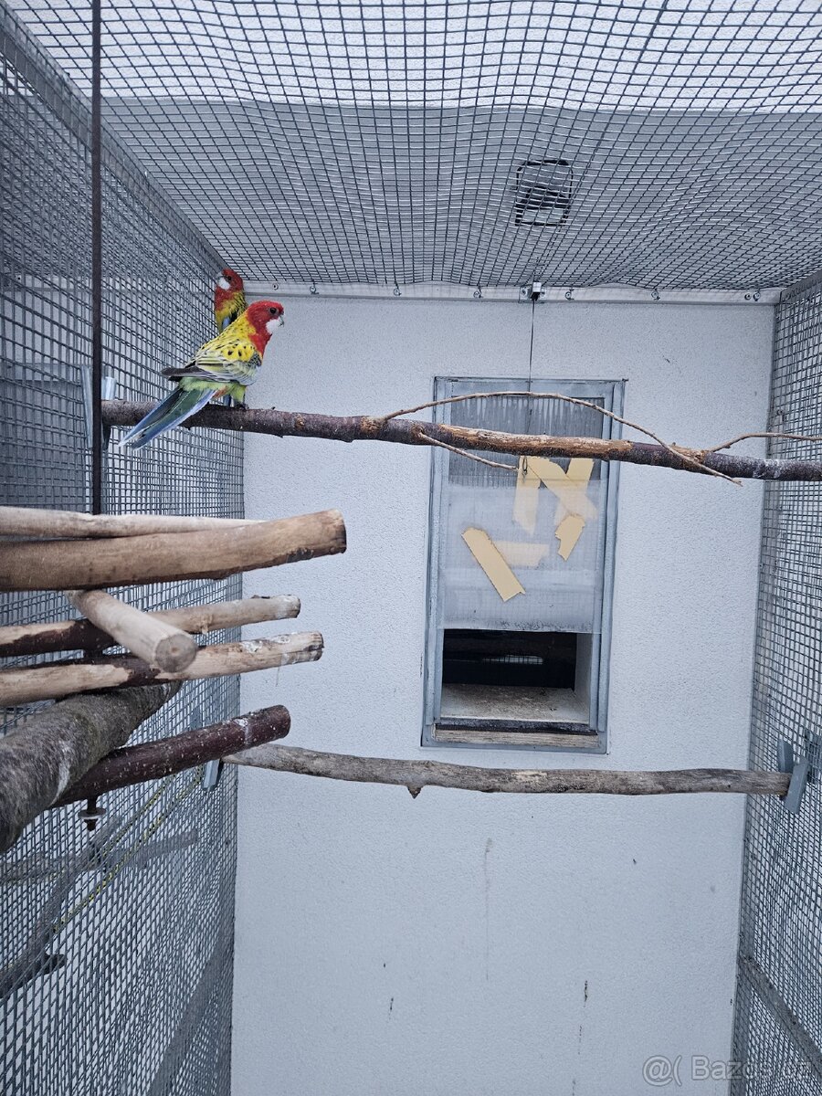 Rosela pestrá G.M - 4