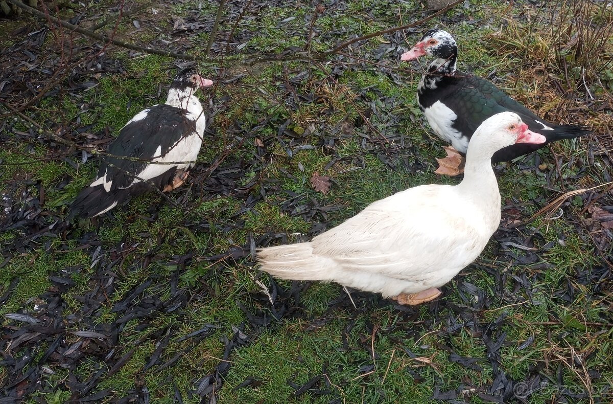 Kachna pižmová - 4