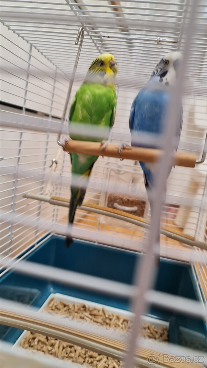 2 Andulky a klec, krmení - 4