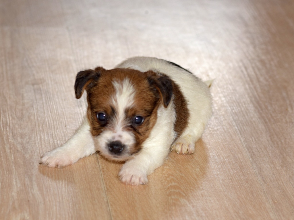 Jack Russel teriér s PP - Vitto - 4