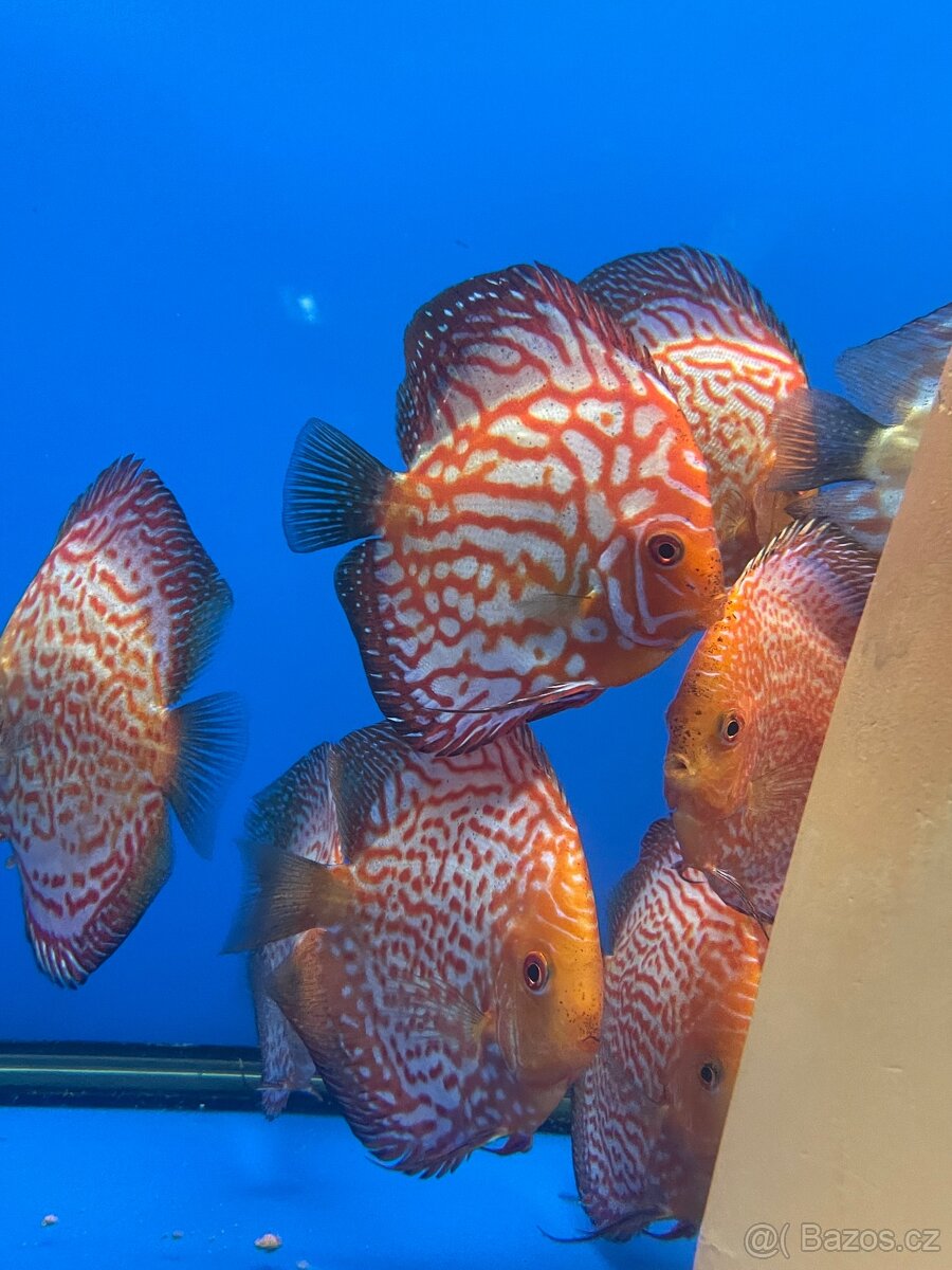 Terčovec- diskus - 4