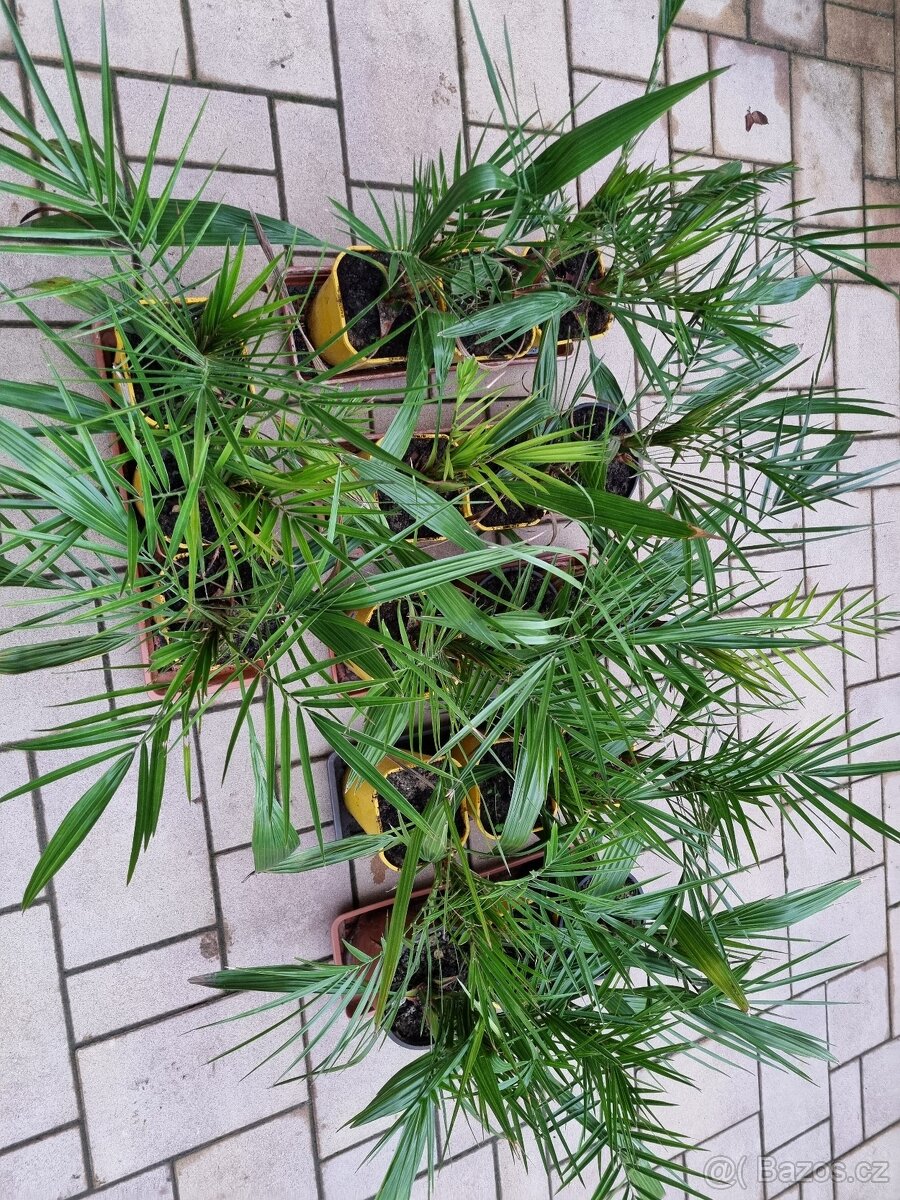 Prodám palmičky a opuncie - 4