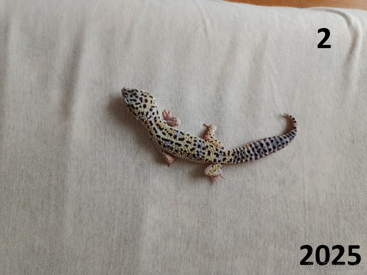 Samečci roku 2024 a 2025 - 4