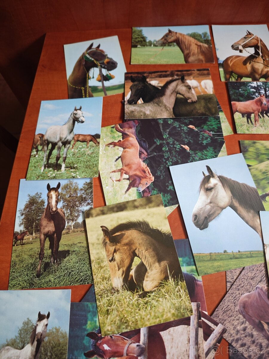 Pohlednice koní, 62ks - 4