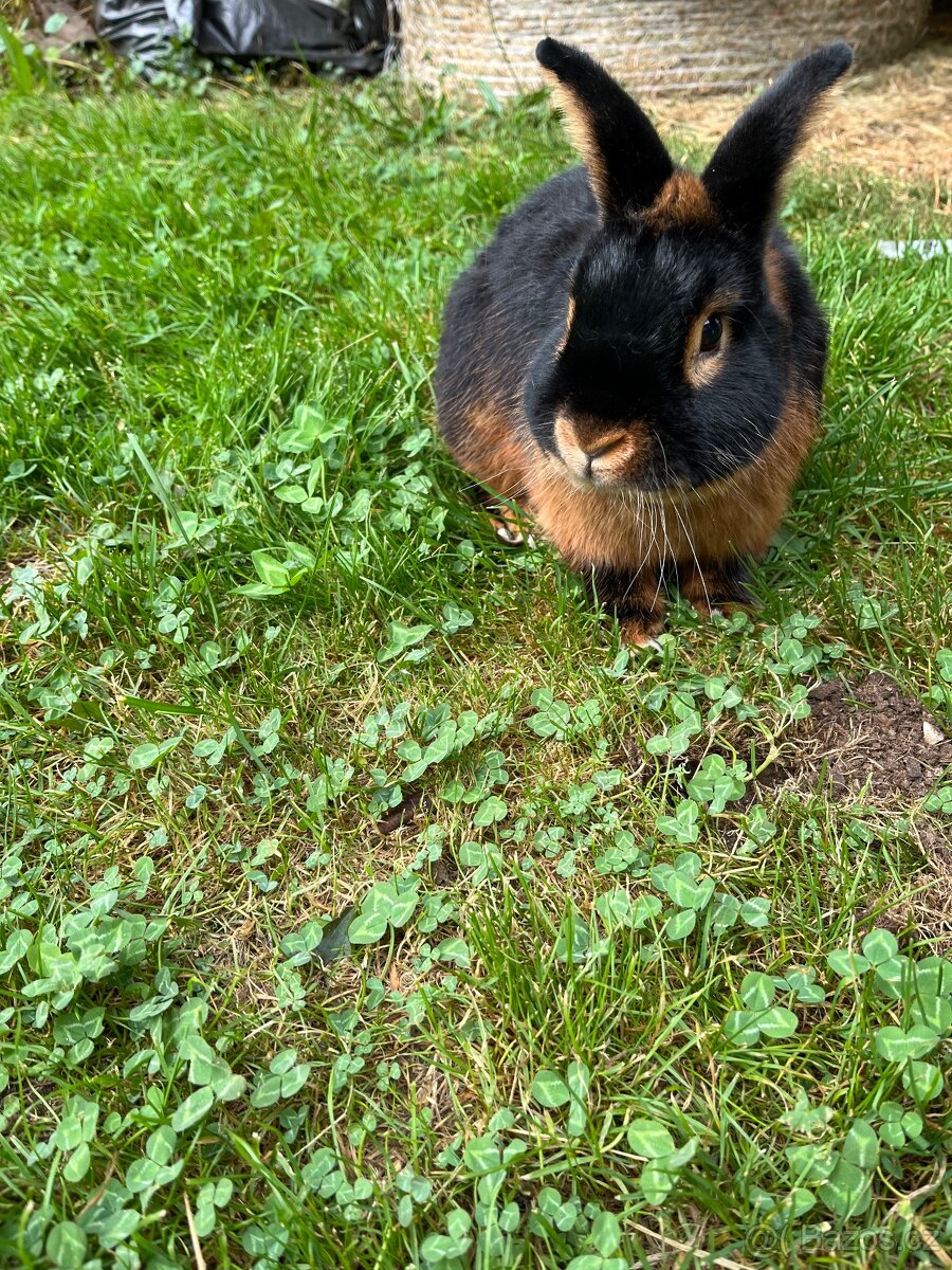 Králík zakrslý, tříslový - 4