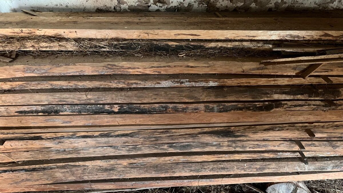 Prkna, fošny. borvice, smrk - 4