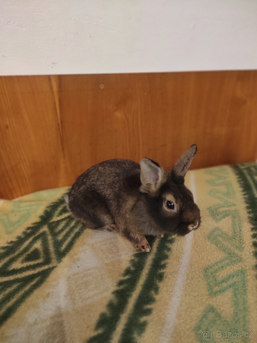 Králík zakrslý - 4