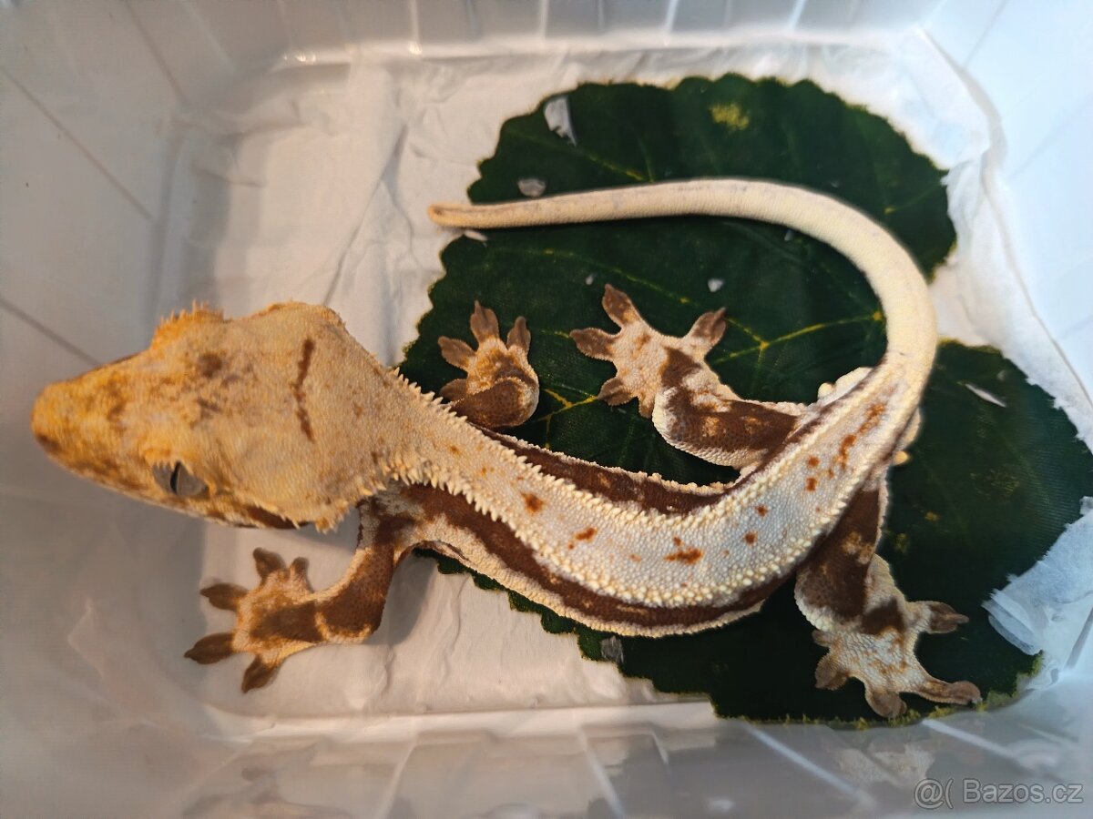 Pagekon řásnatý top ceny - 4