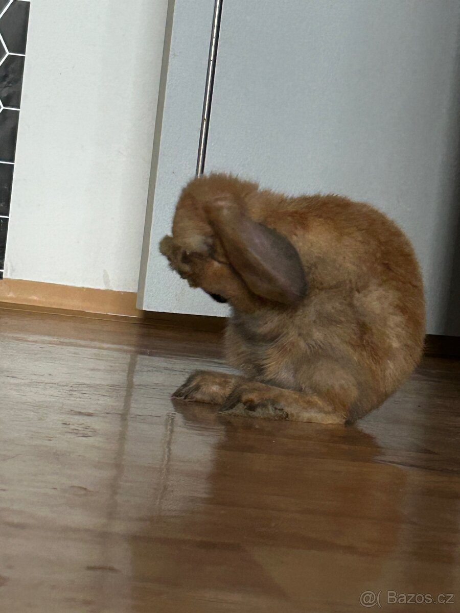 Králík - 4