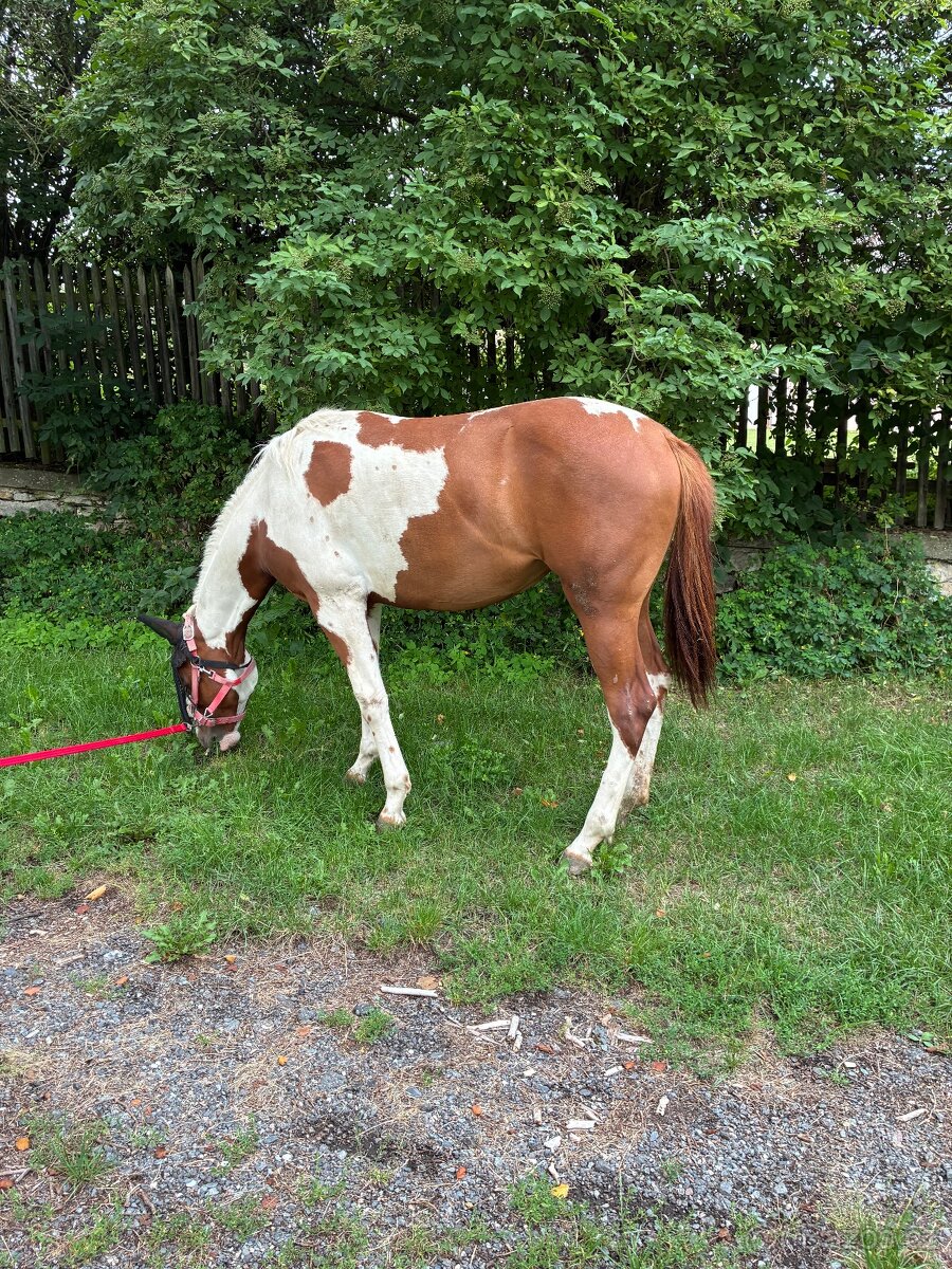 Klisna Paint horse - 4