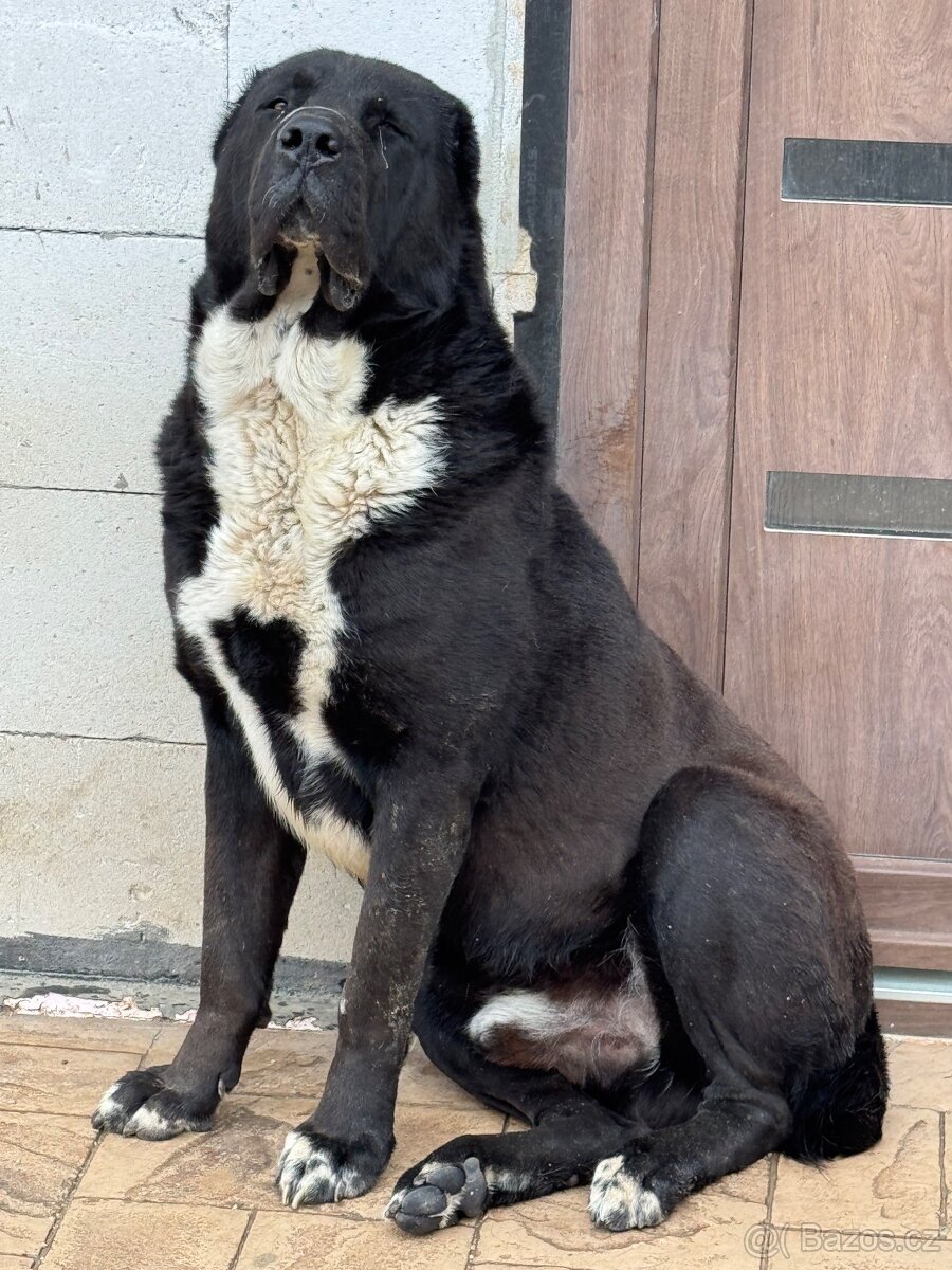 Středoasijský pastevecký pes - SAO - 4