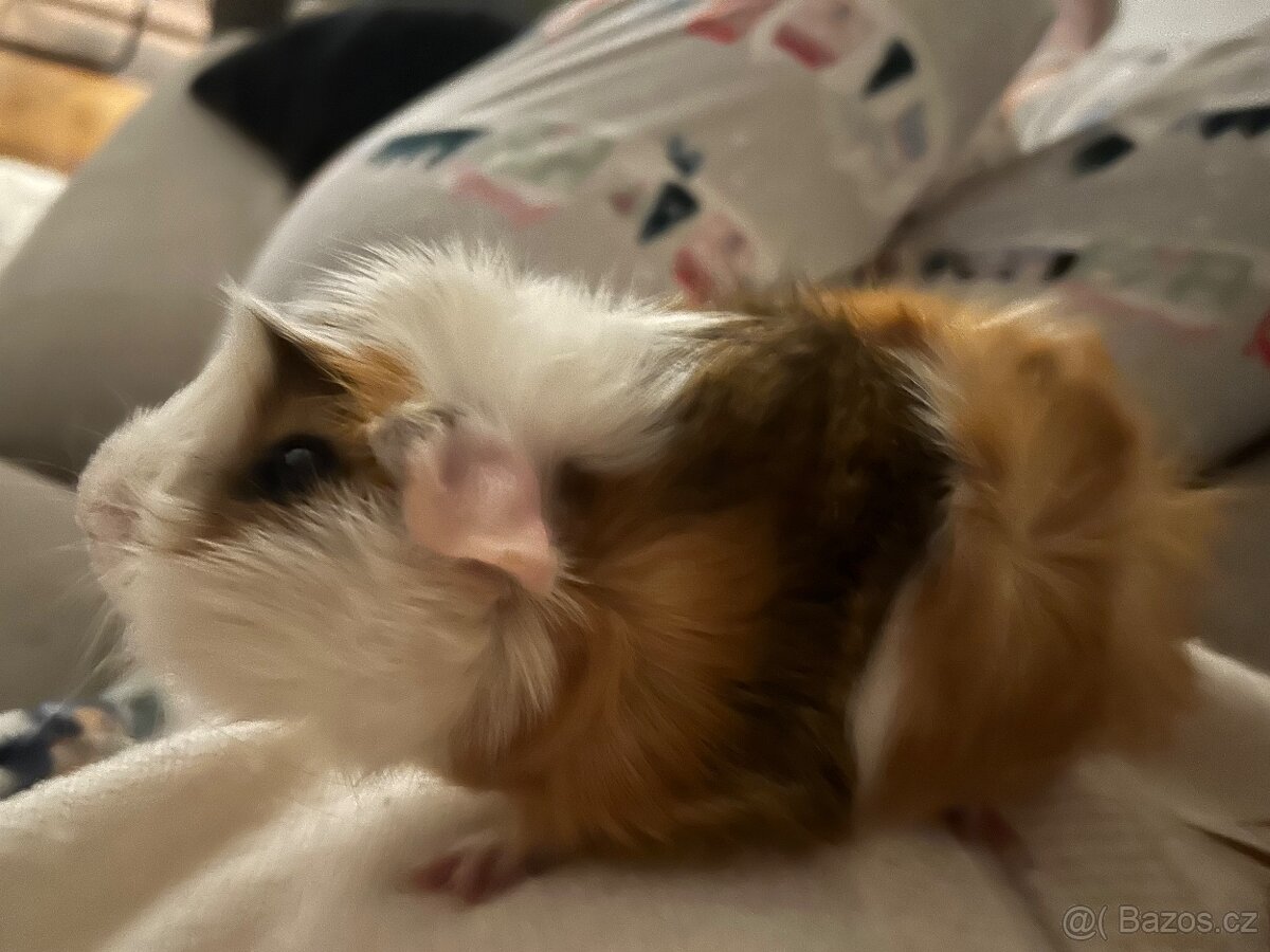 Morčátka za odvoz - 4