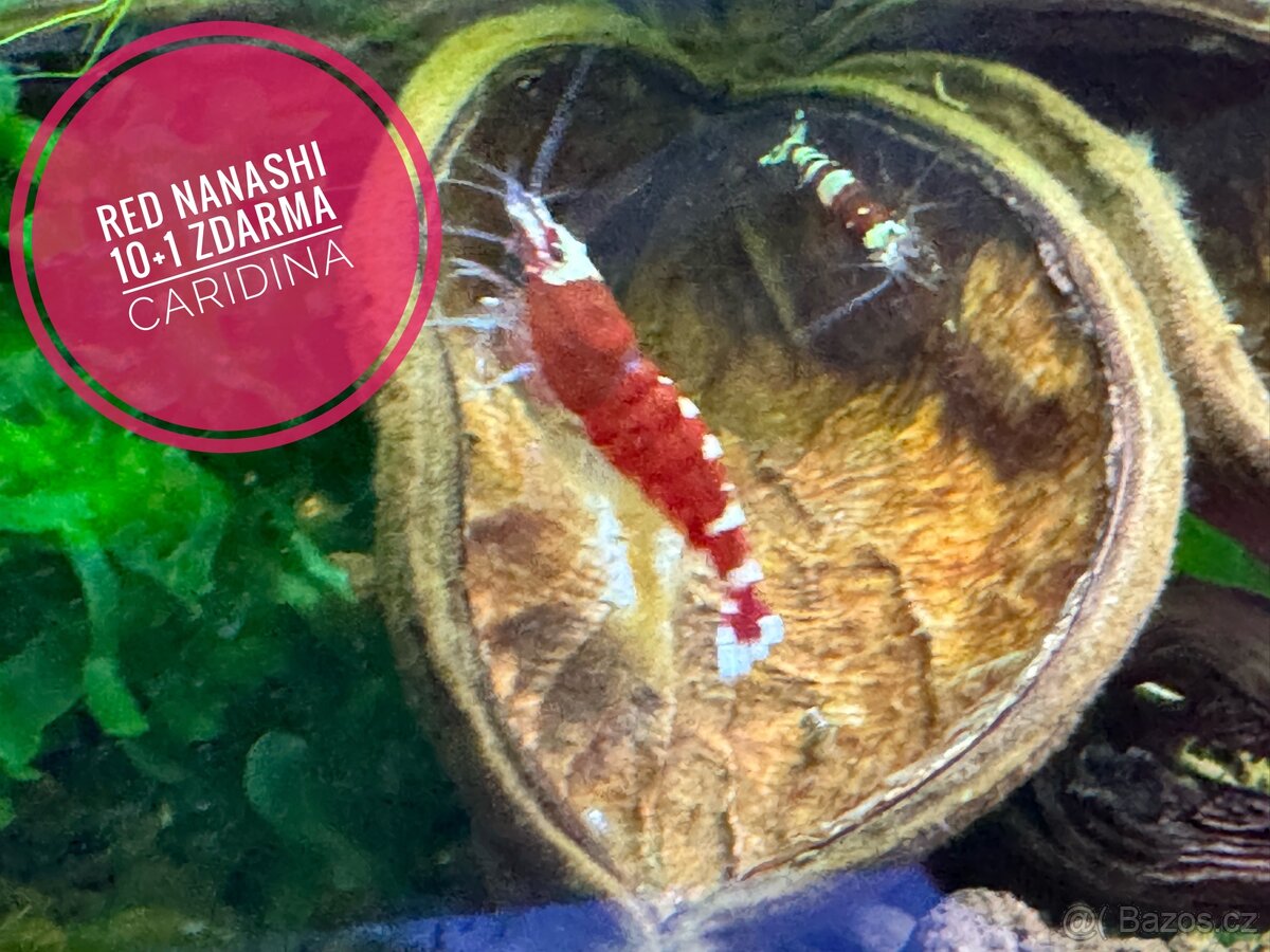 Caridina Red Nanashi 10+1 zdarma - 4
