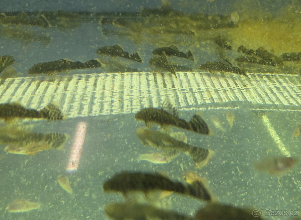 Akvarijní rybičky - mečovka, panceřníček, ancistrus - 4