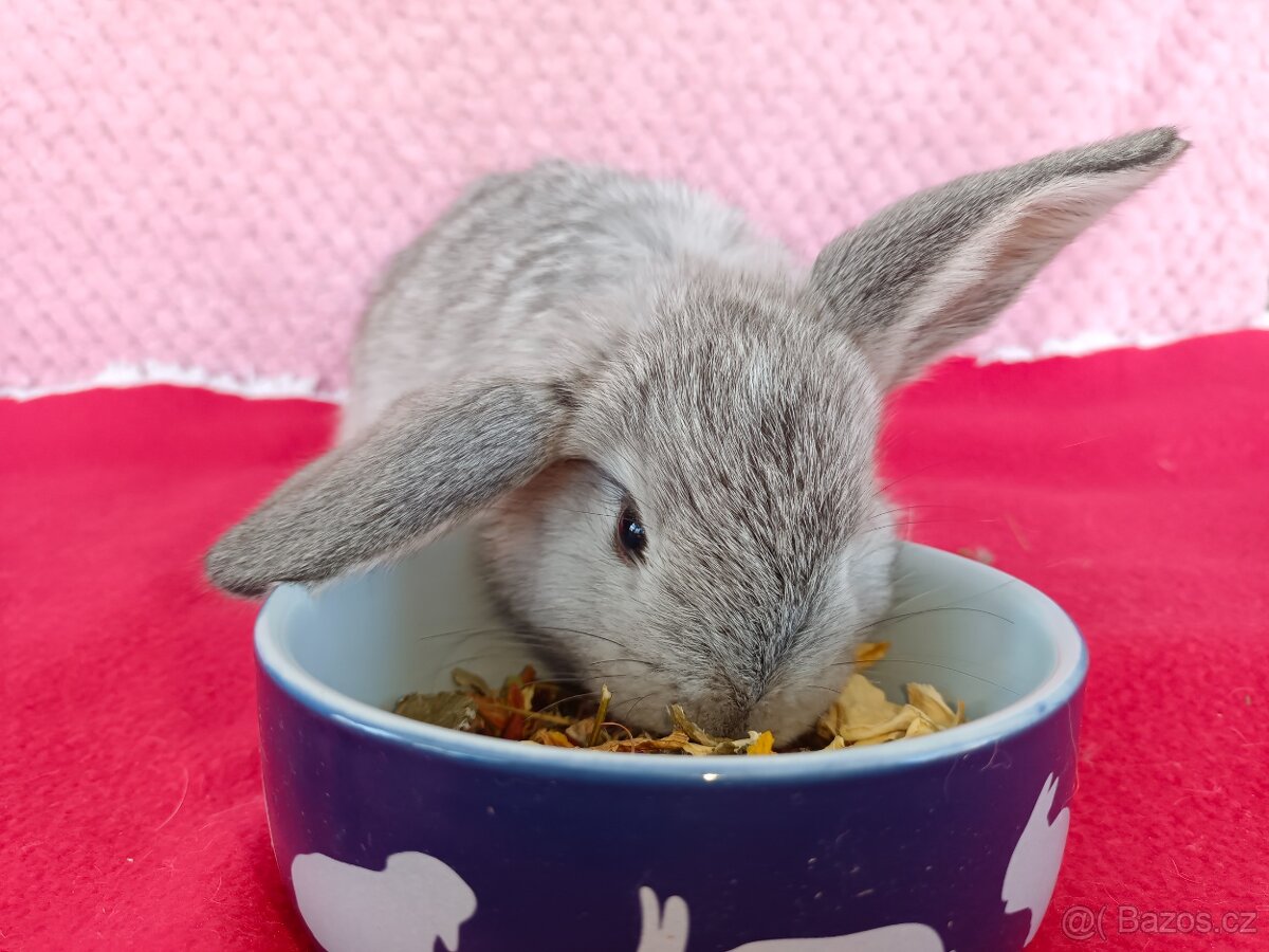 Zakrslý beránek - 4