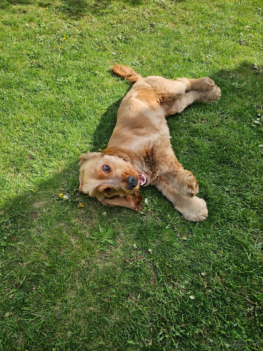 Anglický Kokršpaněl ke krytí s PP - 4