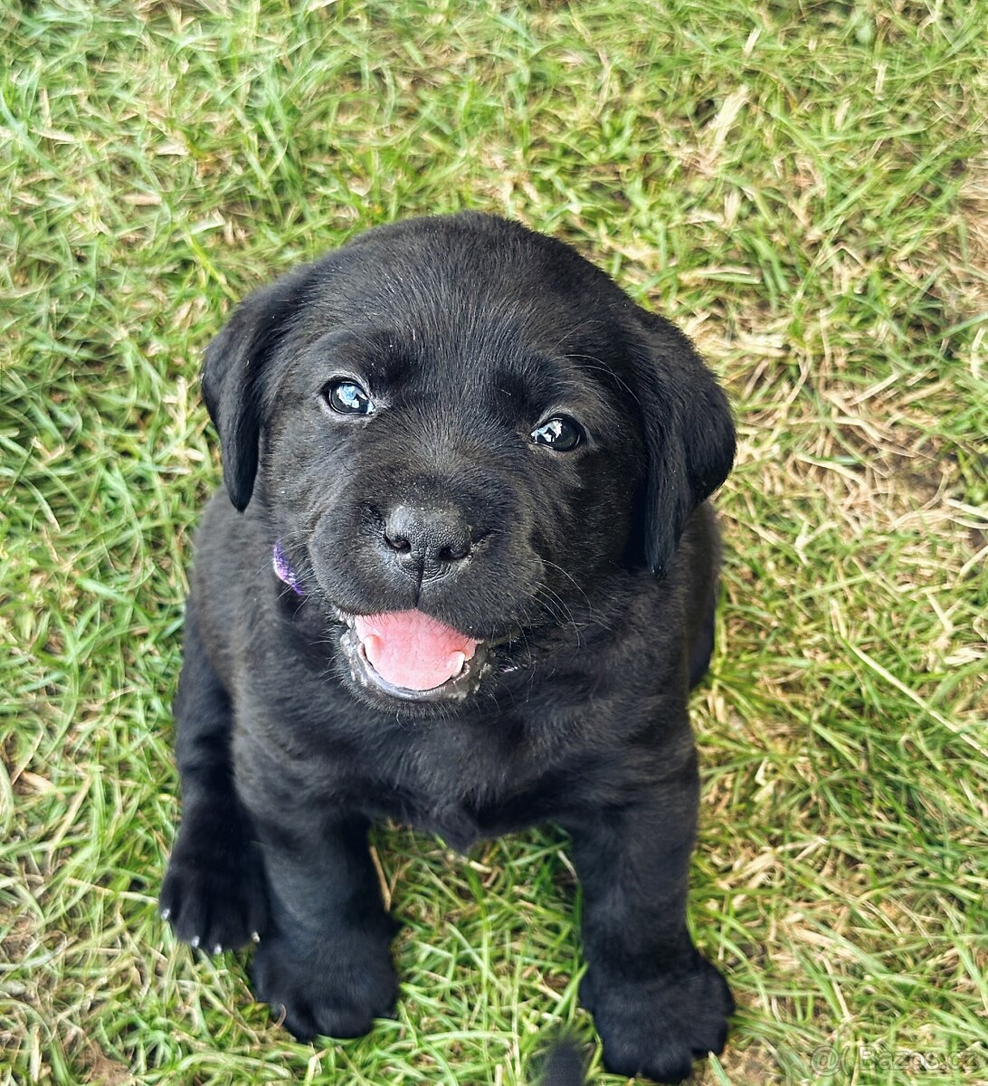 REZERVACE Labradorský Retriever s PP - 4