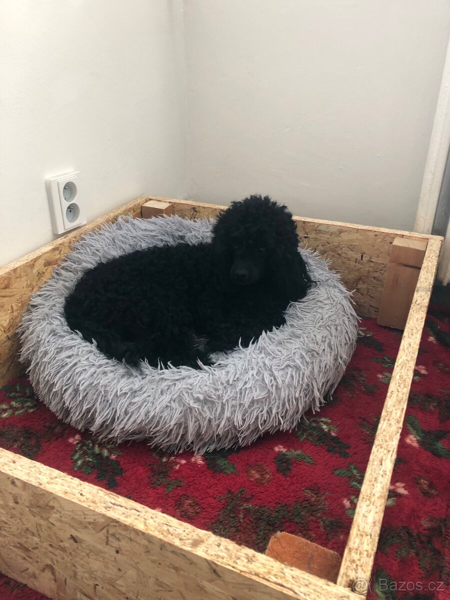 Pudl toy / trpasličí - 4