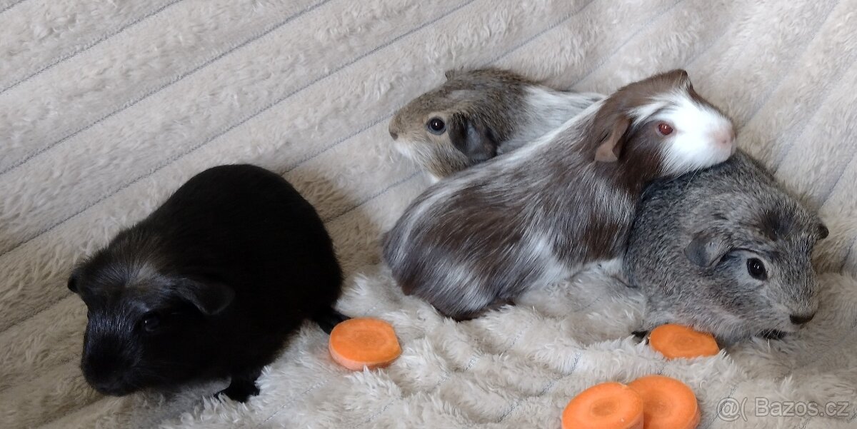 Morče - morčátka hladkosrstá - 4