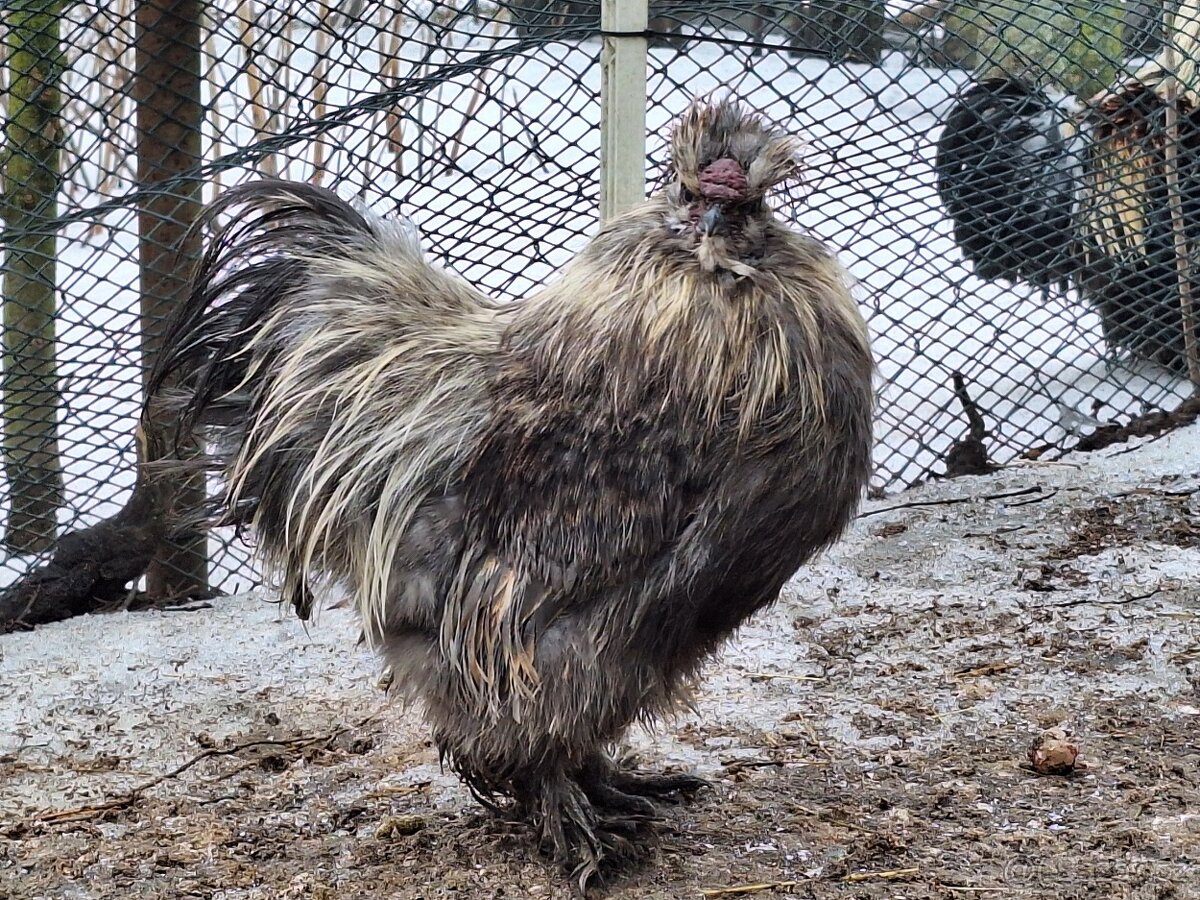 Hedvábnička velká - 4