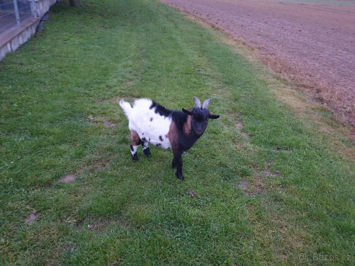 Holandská zakrsla koza - 4