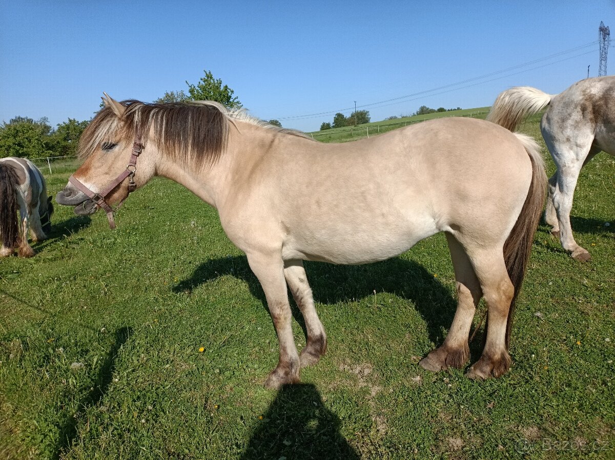Prodám dvě kobylky - 4