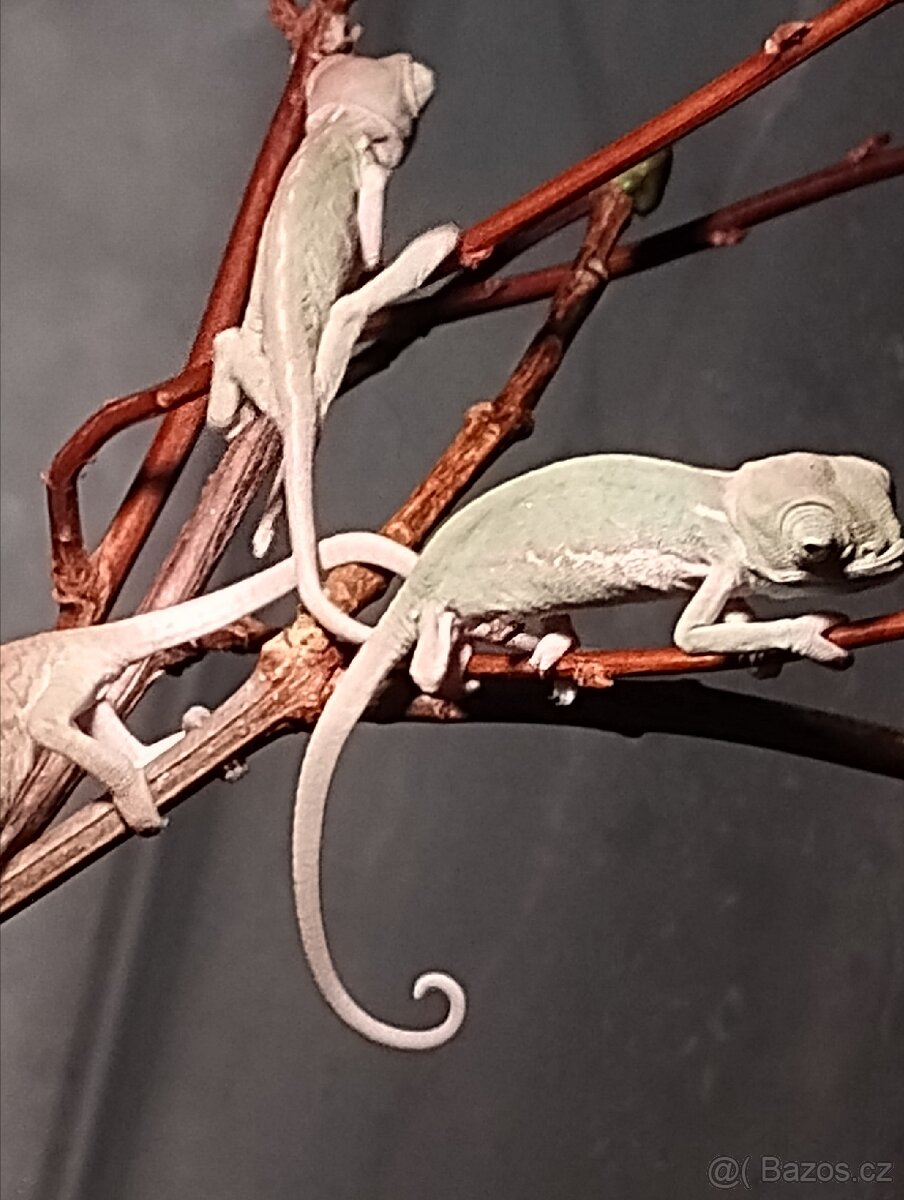 Chameleon Jemenský - 4