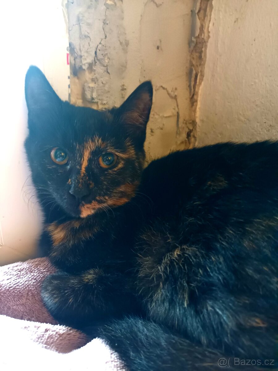 Darujeme koťátka - 4