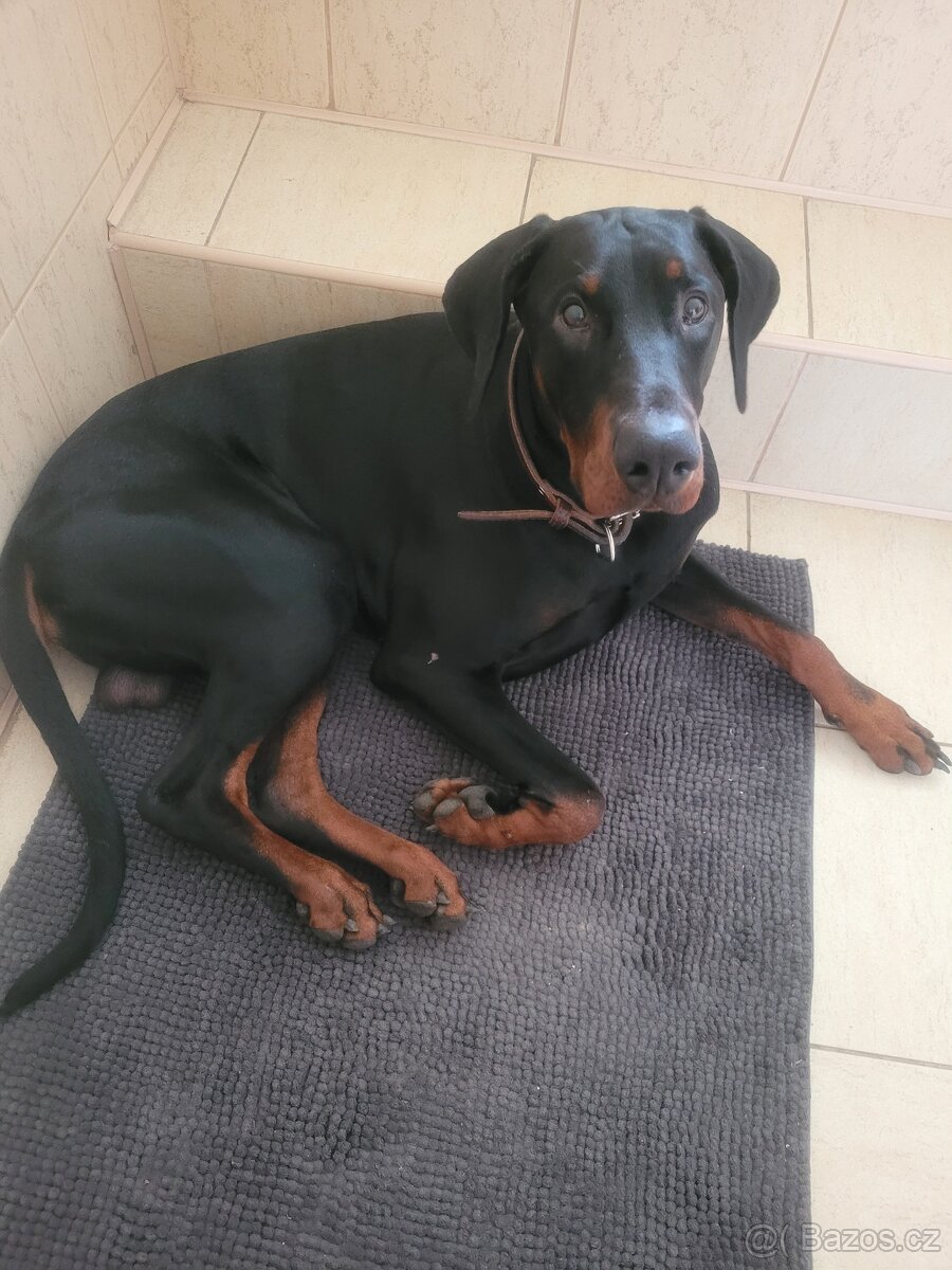 Štěně Dobrmana - 4