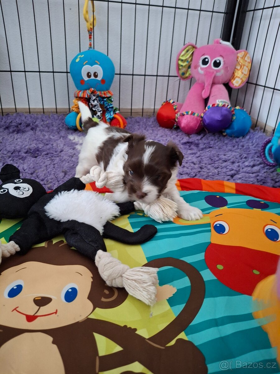 Jorkšírský teriér - biro, biewer - 4