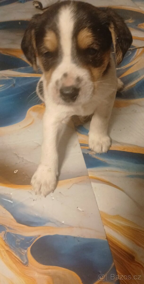 Štěňata - 4