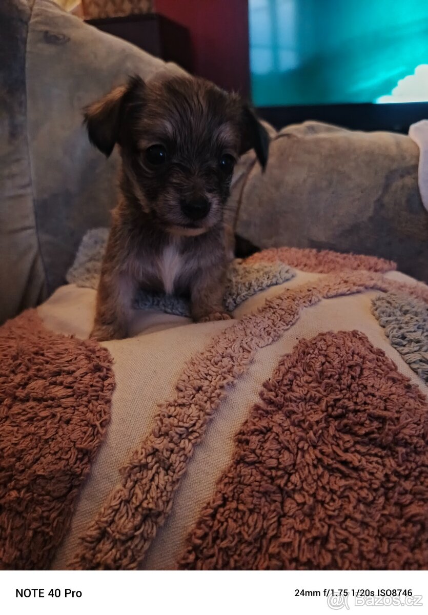Prodám štěňata - 4
