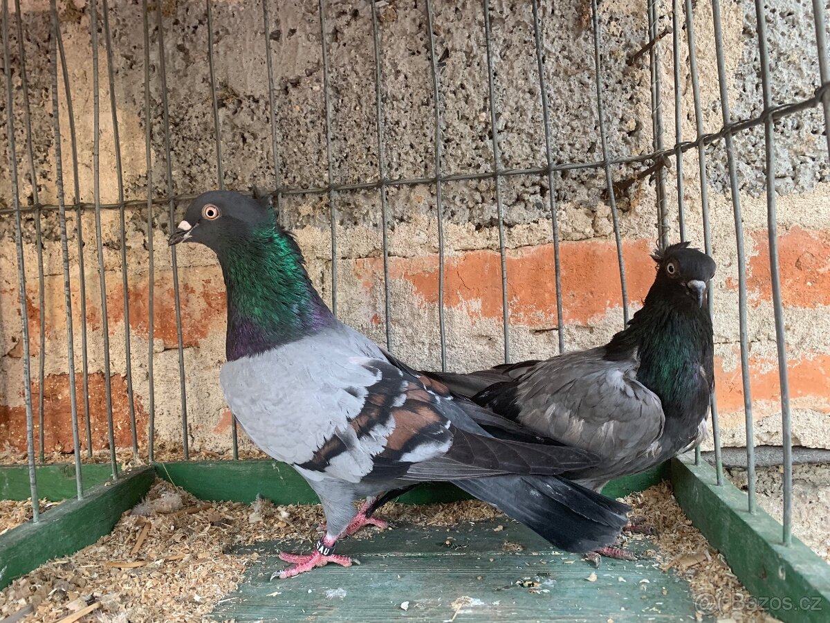 Srbsky vysokoletec - 4