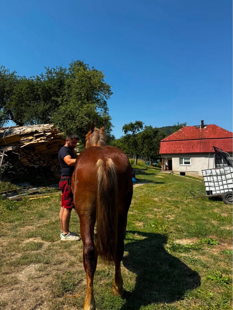 Kůň - 4
