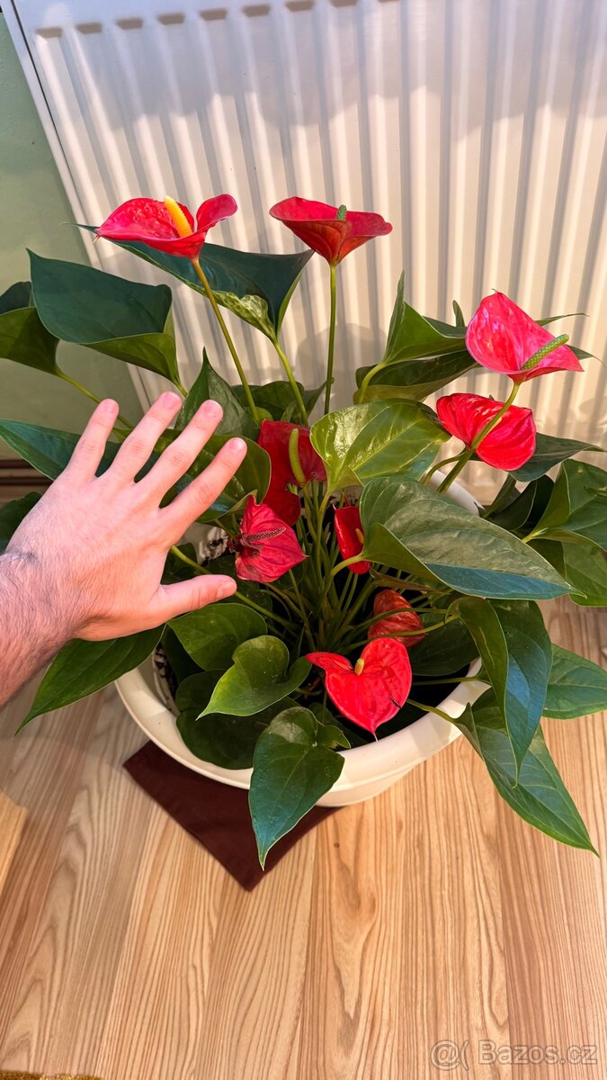 Toulitku (Anthurium) - 4