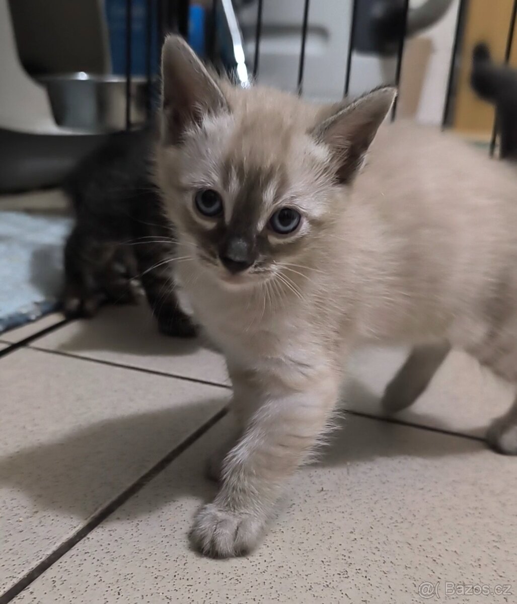 Bengálská kočka s Pp - 4