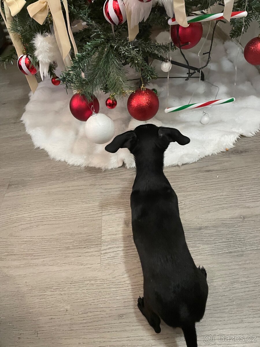 Prodám štěně pejska - 4