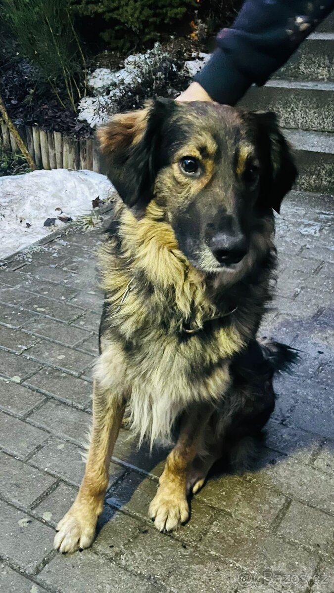 Prodám štěňata kříženců - 4