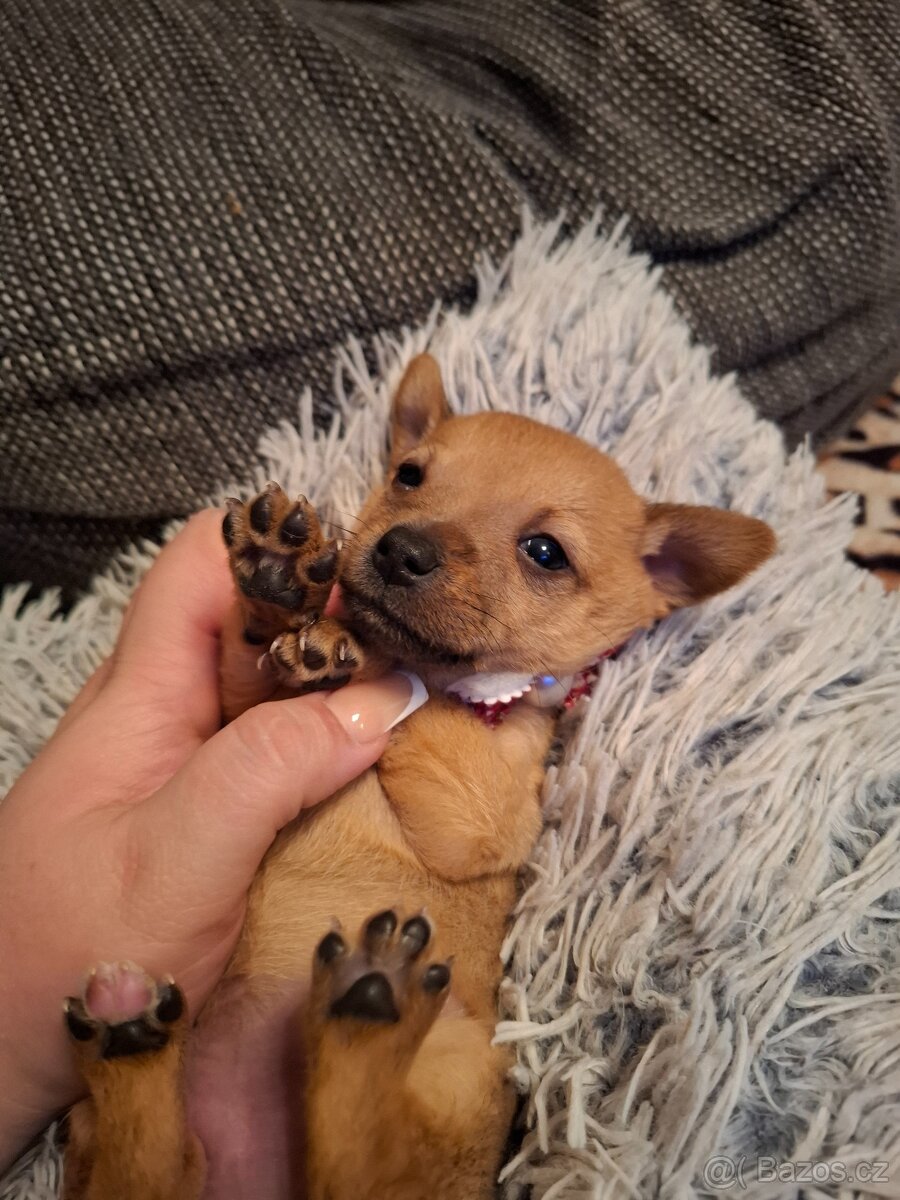 Čivava X Pražský Krysařík - 4