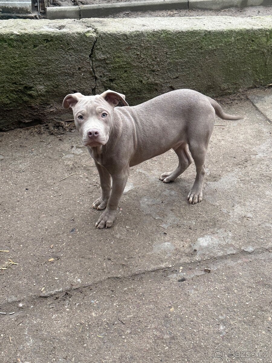 Americký pitbulterier s PP silverfawn rarita - 4