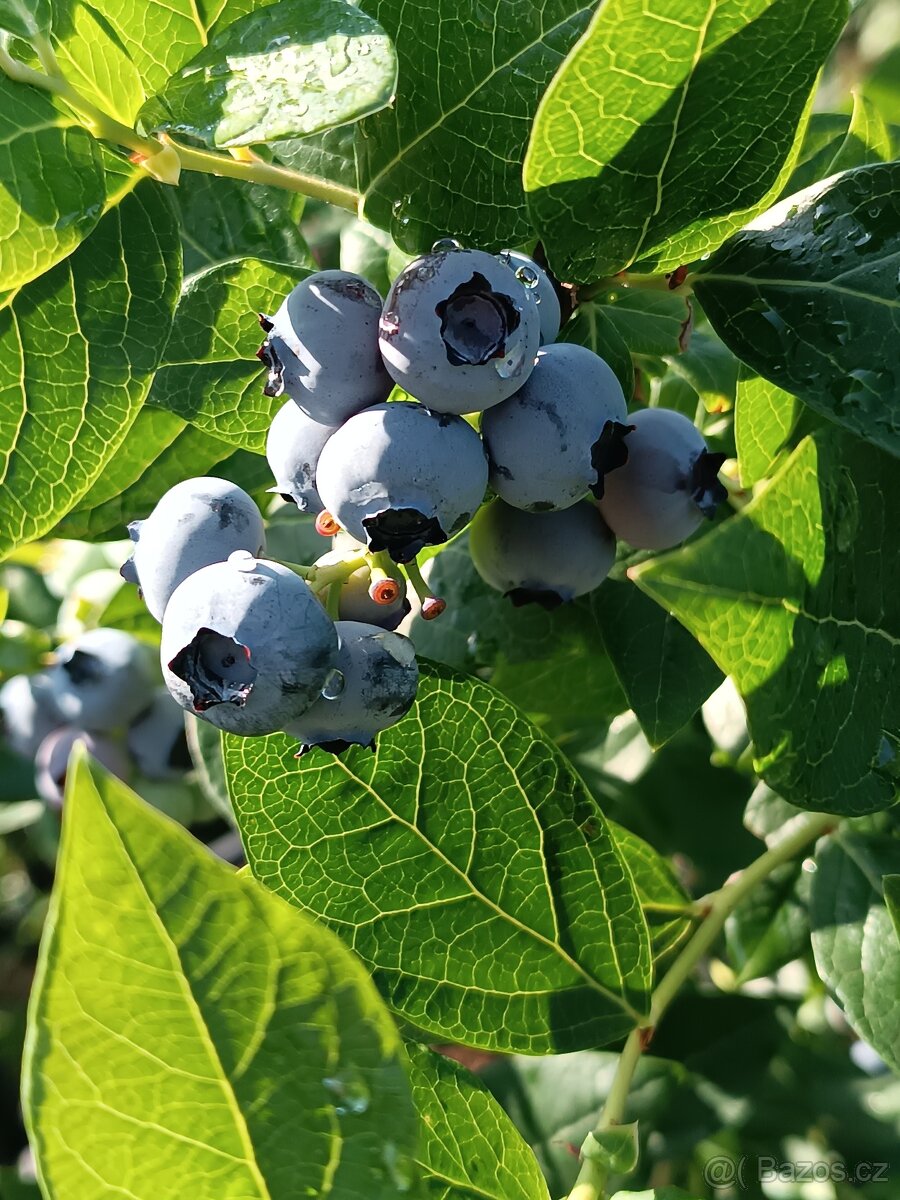 Kanadské boruvky - 4