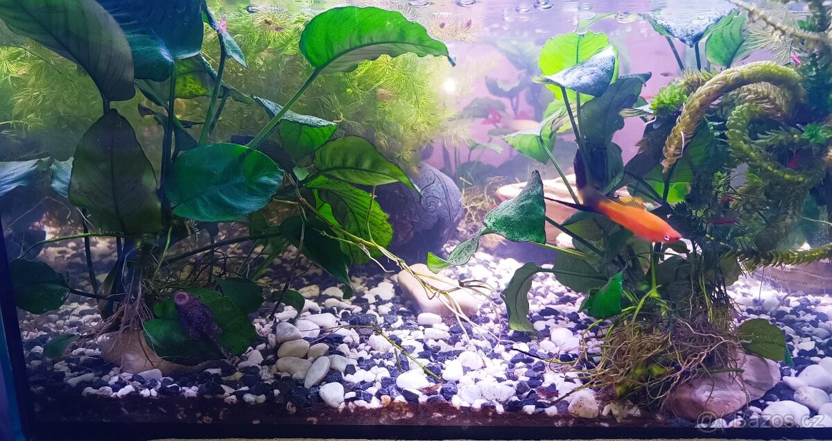 Akvárium zařízené - 4