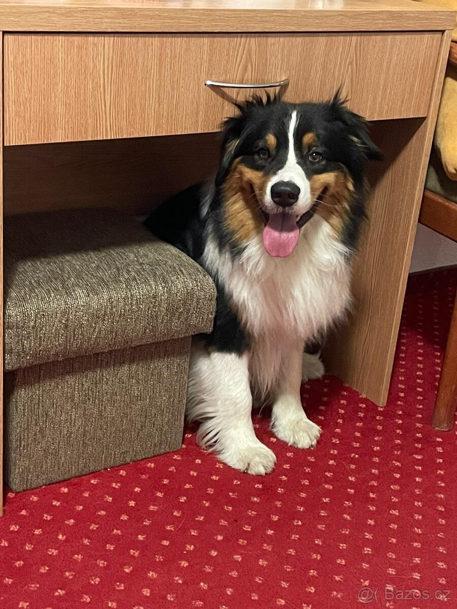 Australský ovčák - 4