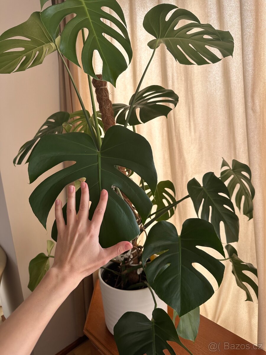 Prodám - Monstera 120 cm - 4