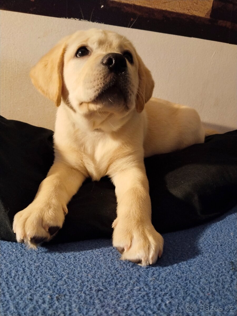 Labradorský retrívr - 4