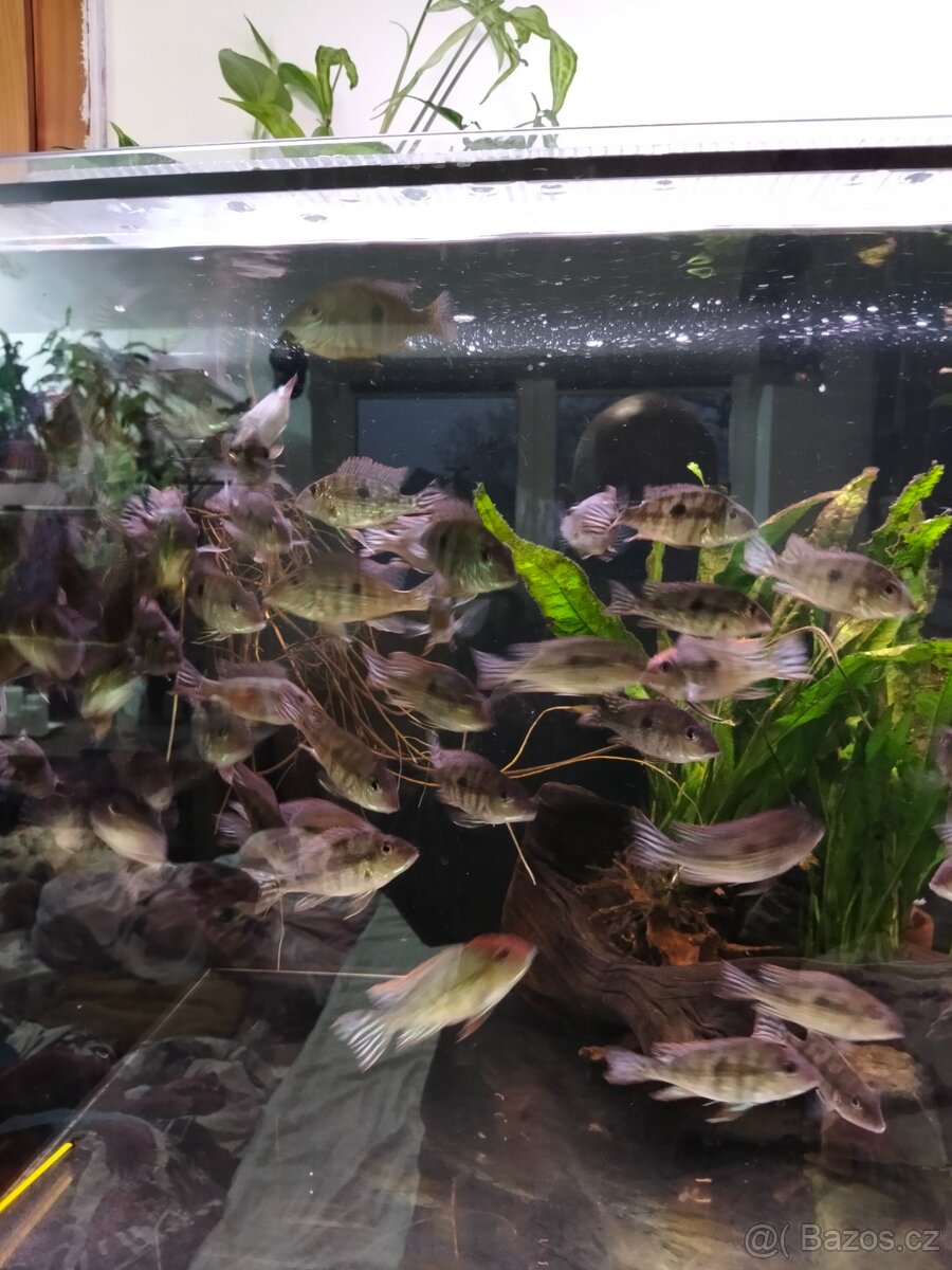 Geophagus Tapajós red head - 4