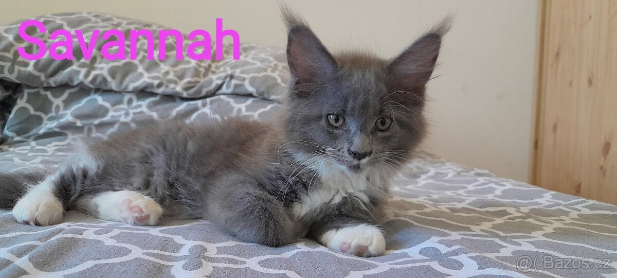 Mainská mývalí kočka s PP - 4